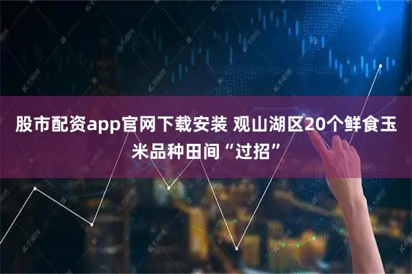 股市配资app官网下载安装 观山湖区20个鲜食玉米品种田间“过招”
